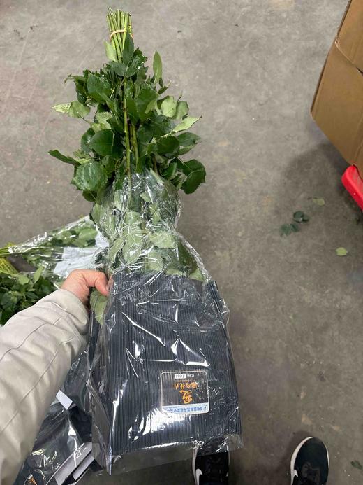 基地海洋之歌 商品图1