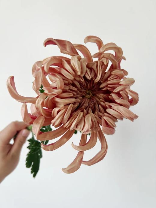 热卖国产维也纳菊盘龙菊5支 商品图4