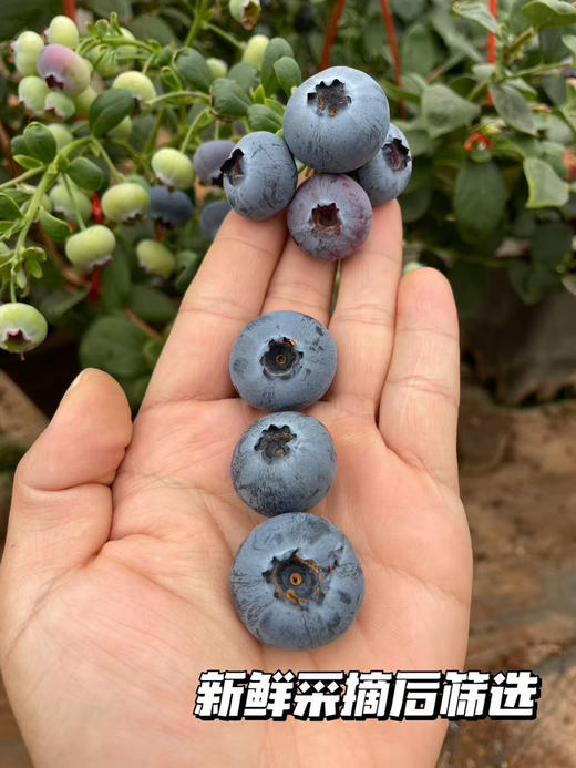 【抚仙湖 蓝莓】用全国水质好的抚仙湖水灌溉的，长出的蓝莓水灵饱满，汁多肉甜，果皮厚厚，其中的花青素和维生素含量超高，爱护眼睛就多吃蓝莓！！ 商品图2