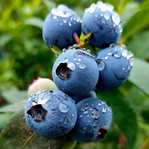 周六取货：【寻源季云南高山鲜蓝莓】一篮净重500克左右，新鲜，甜度高，汁水饱满，果肉细腻。 商品图3