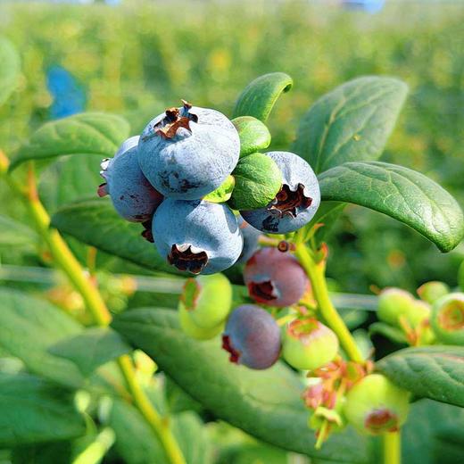 云南抚仙湖d的滋养【逐南味】花香蓝莓 口感脆甜 自带花香 富含花青素   商品图2