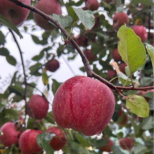 【顺丰快递】福布瑞斯苹果 富士系王者 来自彩云之南的高糖苹果  更甜更脆 水分更足 酸味更少 ATX 商品图2