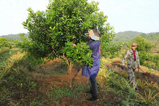 合作产品/ 夏威夷果 商品图6