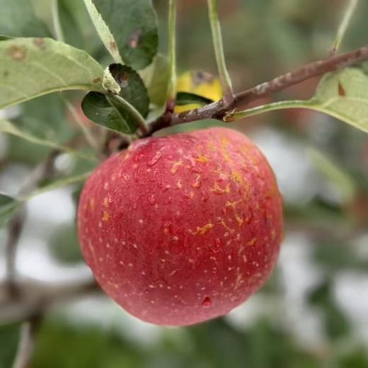 大凉山盐源糖心丑苹果【愿每一颗苹果走出大山，更希望大山里的果农们能走出大山多看看外面的世界】 商品图7
