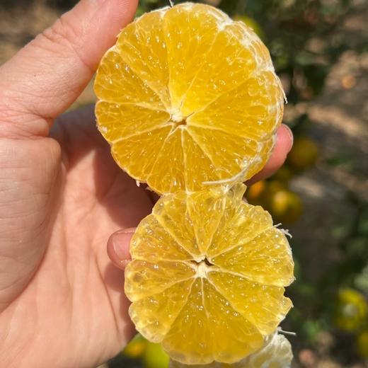 广西皇帝柑【我们只做山地果，今年气候影响，好吃的皇帝柑不多，果期可能就半个月时间】 商品图4