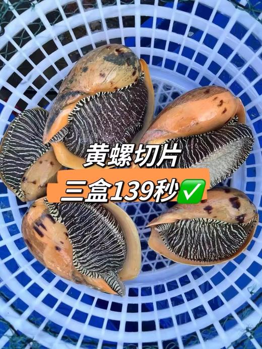 港岛姑娘深海大黄螺椰子螺切片活冻 商品图0