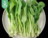 【叼鲜蔬】武夷山新鲜鸡毛菜/1份（约300g） 商品缩略图2