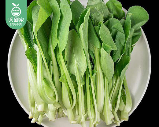 【叼鲜蔬】武夷山新鲜鸡毛菜/1份（约300g） 商品图2