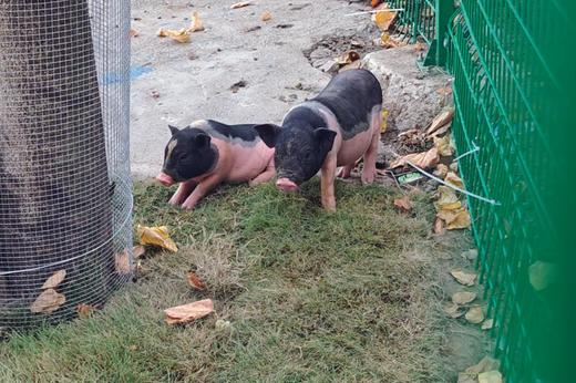 去星级酒店跨年！仪式感满满～399元起2大2小，去金堂恒大放烟花、跨新年、跳锅庄、吃羊肉汤，还有丰富活动~ 商品图13