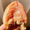 【山东微霜流心柿饼】的甜美，完全浑然天成，纯手工加工，采用传统工艺，不靠捏不靠捂，基本只依靠吊晒过程，日晒脱水，夜间降温，全靠温差糖化去涩 商品缩略图3