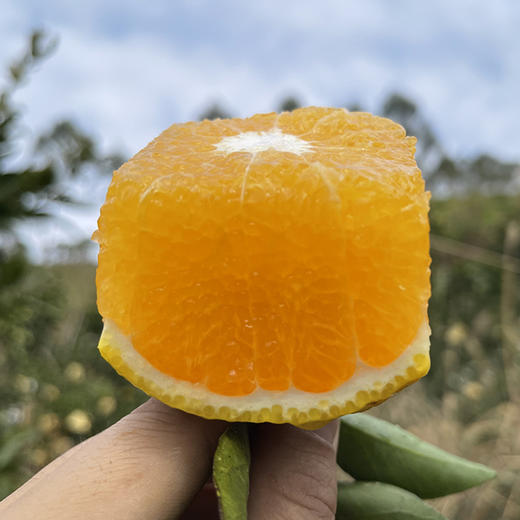 福建【甜心柚】皮薄肉嫩 清甜多汁 柚香四溢 鲜采鲜发！ 商品图4