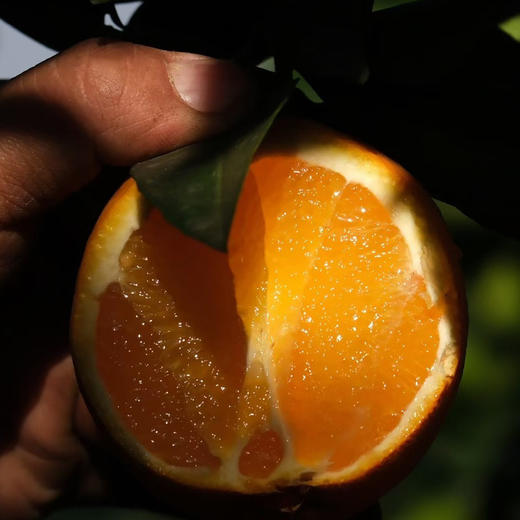 【雷波脐橙】四川大凉山雷波脐橙 新鲜水果现摘整箱 商品图3