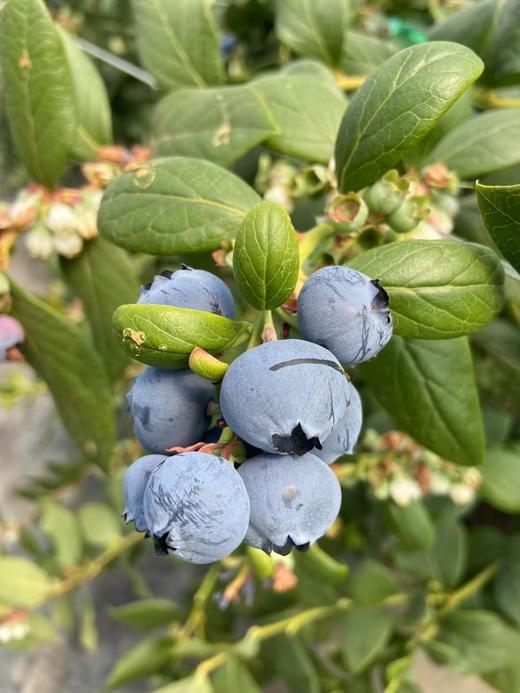 【会员21.5/盒】云南抚仙湖花香蓝莓杯 果径18mm+ 100g/杯 商品图6