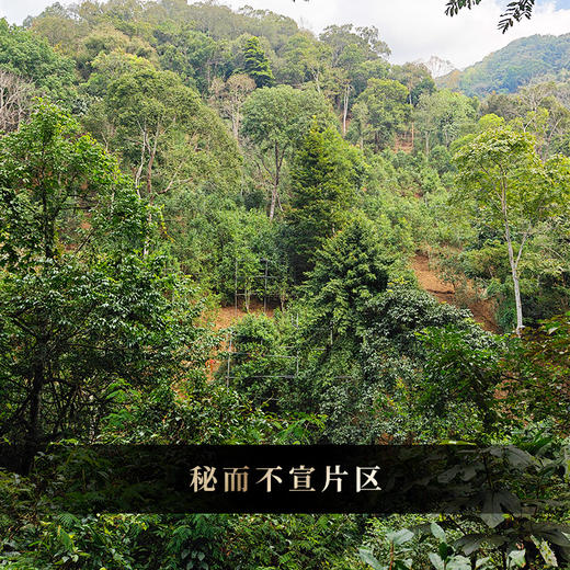 【號票】2018年铜箐河高杆茶界天花板发烧友茶友高端圈的传说顶级藏品，357克/饼*5 商品图2