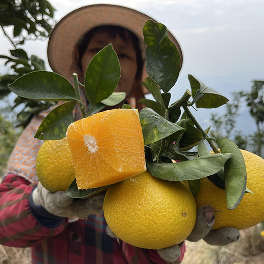 福建【甜心柚】皮薄肉嫩 清甜多汁 柚香四溢 鲜采鲜发！ 商品图8