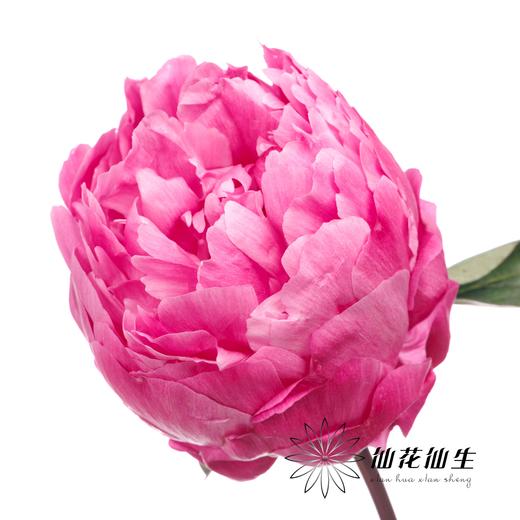 新西兰花材 | 芍药红沙拉 red sarah 商品图5