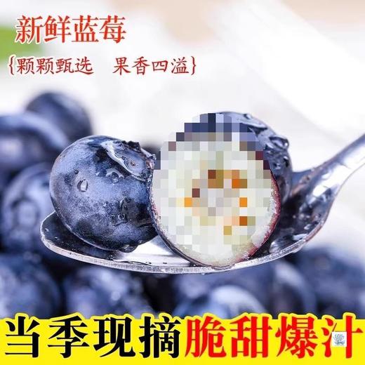 云南有机种植蓝莓  蓝莓鲜果 精选蓝莓王 商品图3