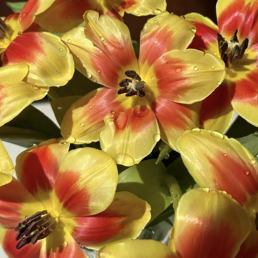 郁金香丨狂欢丨10枝 商品图1