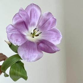 郁金香丨普罗旺斯丨10支