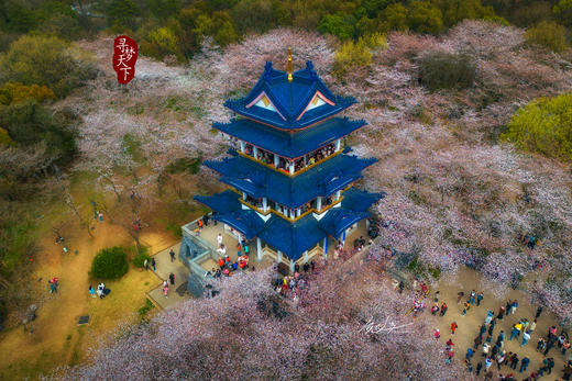 3.24确定出发【樱绽江南】鼋头渚日夜樱•樱花大道•水乡庭院6天摄影团<特惠采风团> 商品图1