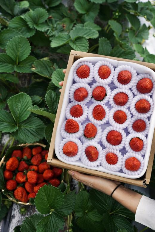 【2025～攀枝花.露天冬草莓🍓】 商品图0