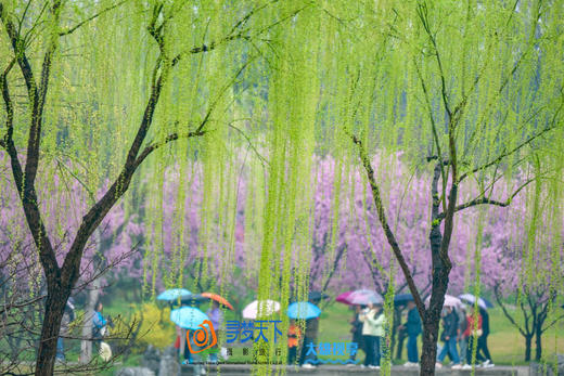 3.24确定出发【樱绽江南】鼋头渚日夜樱•樱花大道•水乡庭院6天摄影团<特惠采风团> 商品图4