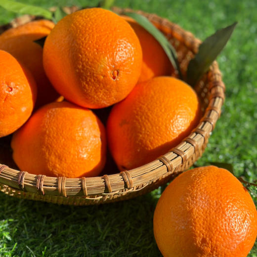 柑橘双鲜组合||椪柑与纽荷尔阳光香橙  果肉饱满 鲜甜多汁 自然好味 云南大理直发 商品图1