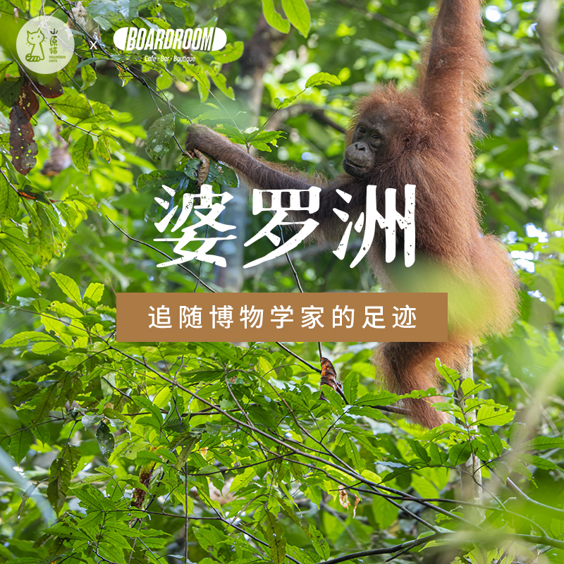 【山原猫×Boardroom】「12月27日 周六下午」 山原猫文化沙龙 | 婆罗洲