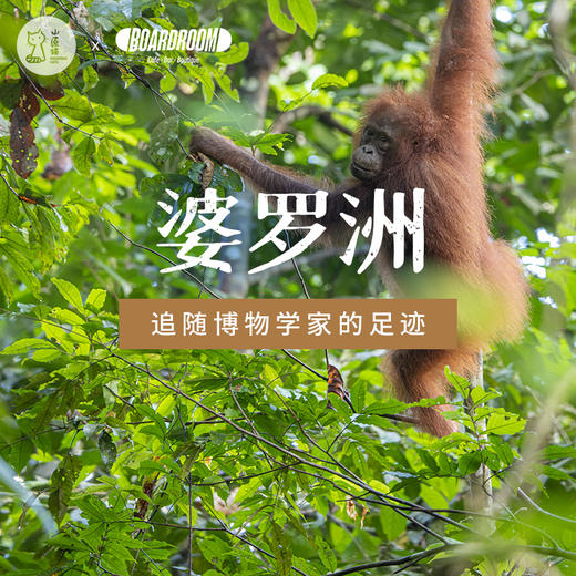 【山原猫×Boardroom】「12月27日 周六下午」 山原猫文化沙龙 | 婆罗洲 商品图0