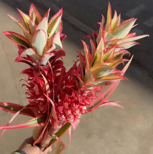 进口小菠萝 商品图0