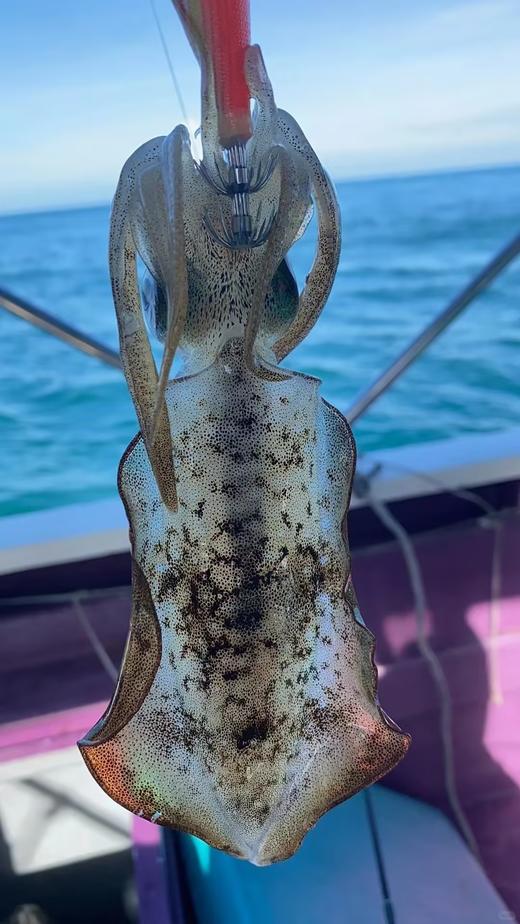 & 鱿鱼🦑中的贵族，软丝管🦑。肉质厚实，鲜甜爽脆！无胆固醇，痛风也可放心吃！ 商品图1