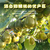 【巴蜀出品，必属精品】来自猕猴桃核心种植区 黄心/红心猕猴桃，一次吃到两种口感 奇异果 金果 现摘现发 满满维C 商品缩略图9
