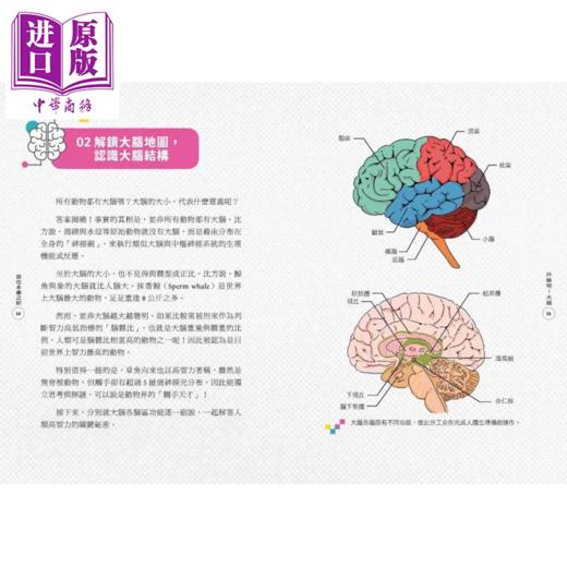 【中商原版】升级吧 大脑 激发大脑超能力 破解金鱼脑 脑腐陷阱 算法操控的秘密 谢伯让 亲子天下 港台原版 商品图1