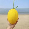 海南金美人蜜瓜甜如蜜，皮薄肉厚，脆软随心吃～ 商品缩略图0