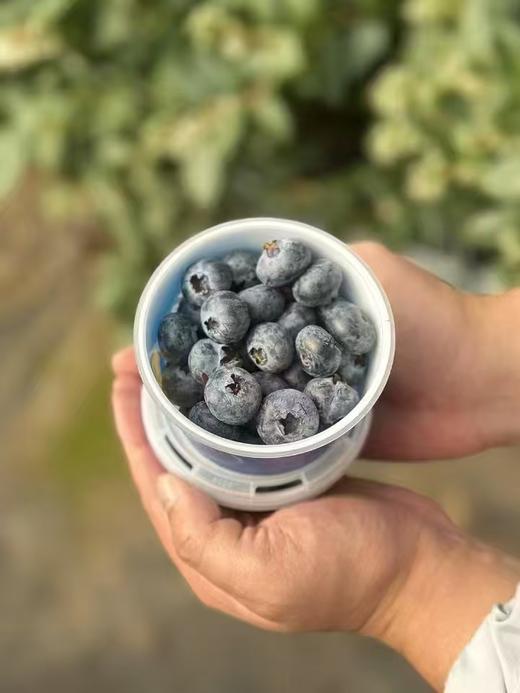 【会员21.5/盒】云南抚仙湖花香蓝莓杯 果径18mm+ 100g/杯 商品图9