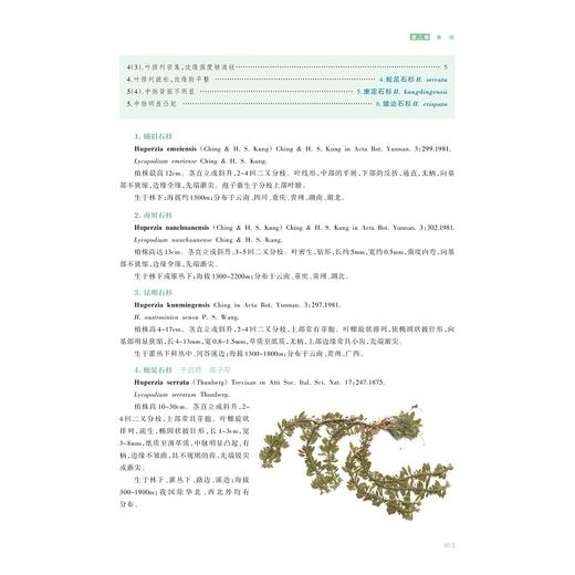 中国乌蒙山石松类和蕨类植物/骆强 王强 主编/浙江大学出版社 商品图2