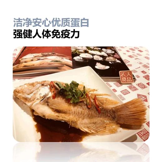 山泉鲷鱼 商品图4