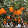 【雷波脐橙】四川大凉山雷波脐橙 新鲜水果现摘整箱 商品缩略图2