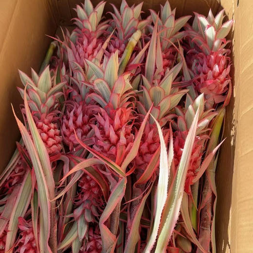 进口小菠萝 商品图2