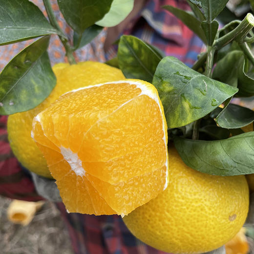 福建【甜心柚】皮薄肉嫩 清甜多汁 柚香四溢 鲜采鲜发！ 商品图7