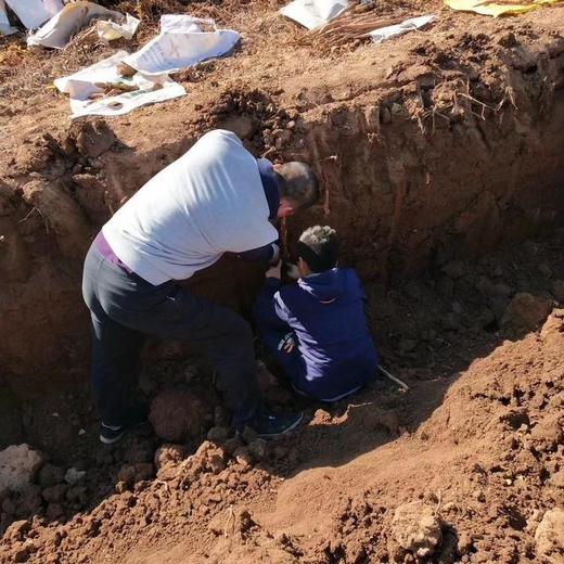 明天发货，山药王垆土铁棍山药，用心种，放心山药，好吃的山药，xg87654321 商品图3