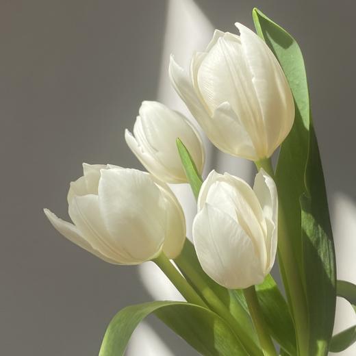 郁金香丨维珍丨10枝 商品图2