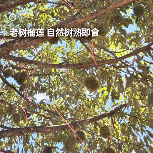 企鹅市集|马来西亚 猫山王鲜榴莲 空运进口 新鲜浓郁香甜 商品图2