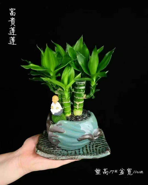 富贵莲莲小盆景🪴29.9（现货，下单即可到店自提） 商品图2