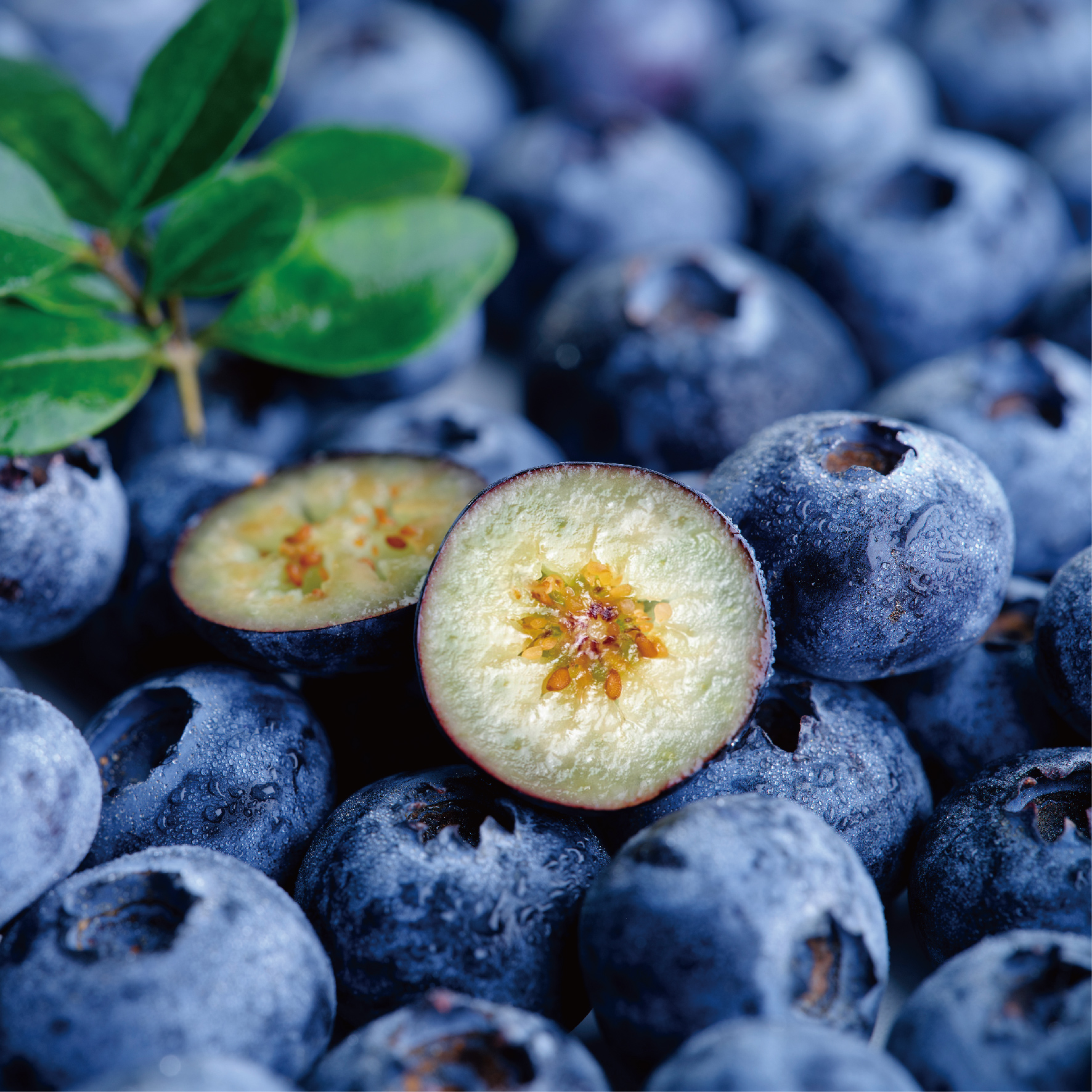 云南花香蓝莓 【顺丰空运发货】