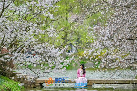 3月19日【浙江】世界自然奇观•钱塘江潮•樱花5天<航拍团> Y 商品图13