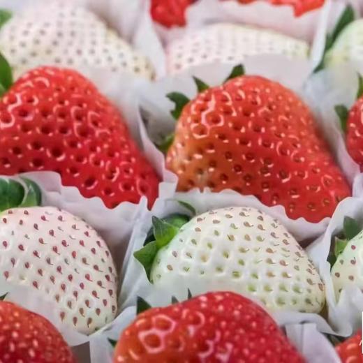 【BF】双色草莓 约15-18粒/盒 商品图0