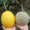 春日蜜海南网纹瓜+黄金蜜瓜礼盒  软糯甜蜜 香味浓郁 京东发货 商品缩略图3
