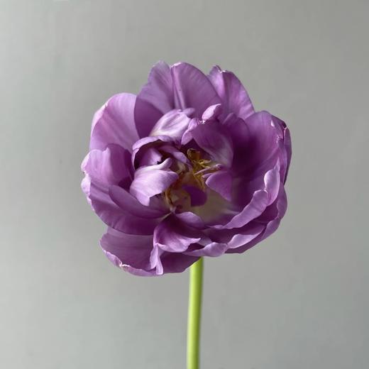 重瓣郁金香丨蓝莓挞丨10支 商品图0