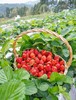 【2025～攀枝花.露天冬草莓🍓】 商品缩略图1